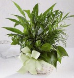 The FTD Woodland Greens Basket