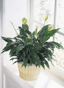 The FTD Peace & Serenity Planter