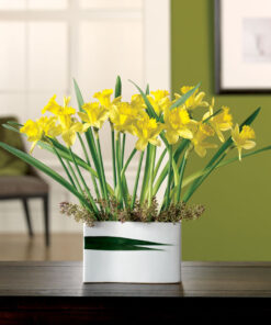 Daffodil Delight