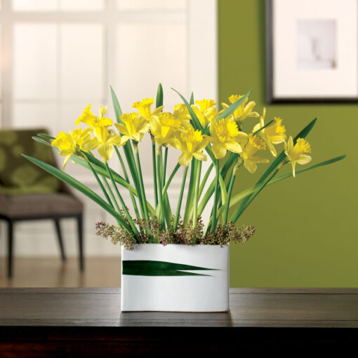 Daffodil Delight