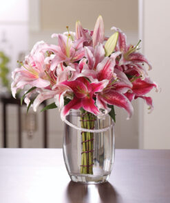 Lily Dreams