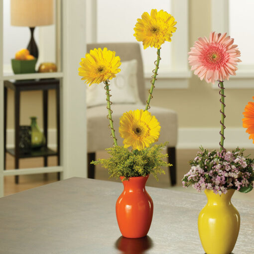 Gerbera Greetings