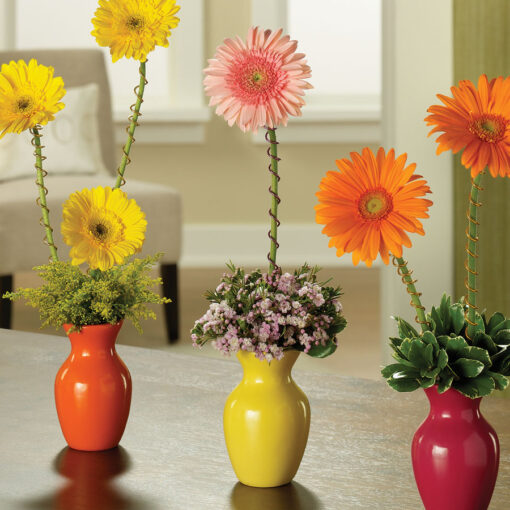 Gerbera Greetings