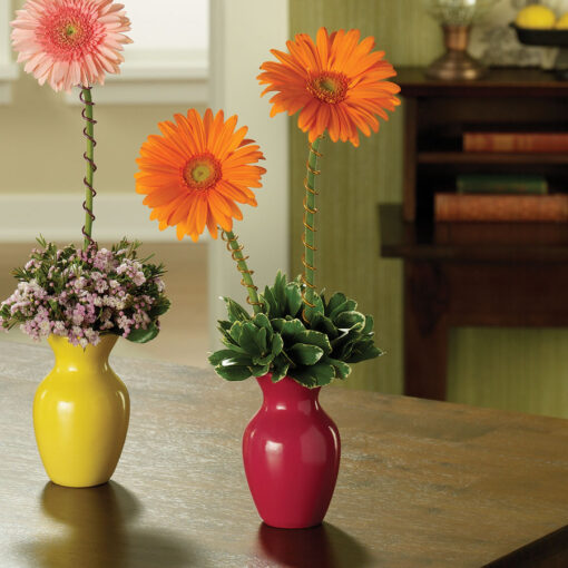 Gerbera Greetings