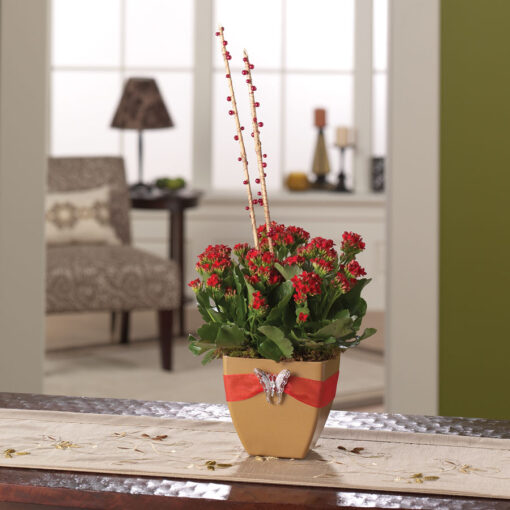 Captivating Kalanchoe