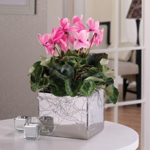 Cyclamen Surprise