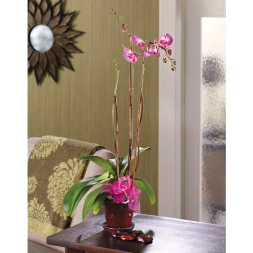 Regal Orchids