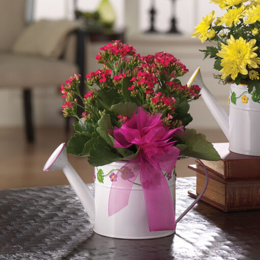 A Sprinkling of Springtime - Kalanchoe