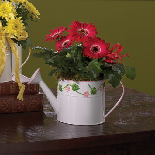 A Sprinkling of Springtime - Gerbera Daisy