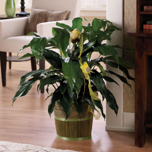 Peace Plant