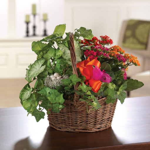 Kalanchoe Garden Basket