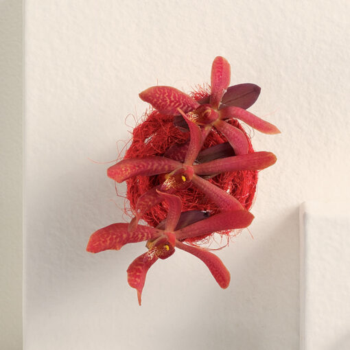 Red Star Boutonniere