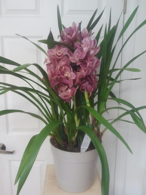 2012 Easter Orchid